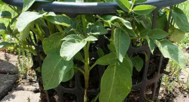 Originální a produktivní způsob pěstování brambor